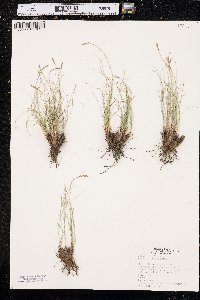 Carex filifolia image