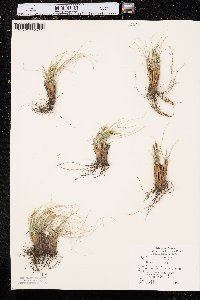 Carex filifolia image