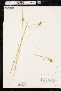 Carex flava image