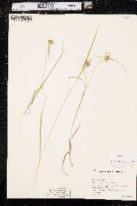 Carex flava image