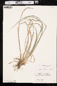 Carex flacca image