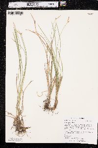 Carex geyeri image