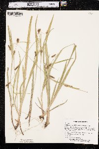 Carex granularis var. granularis image