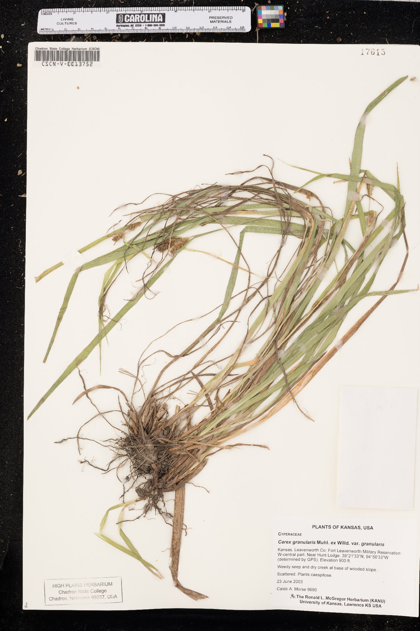 Carex granularis var. granularis image