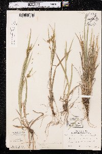 Carex granularis var. haleana image