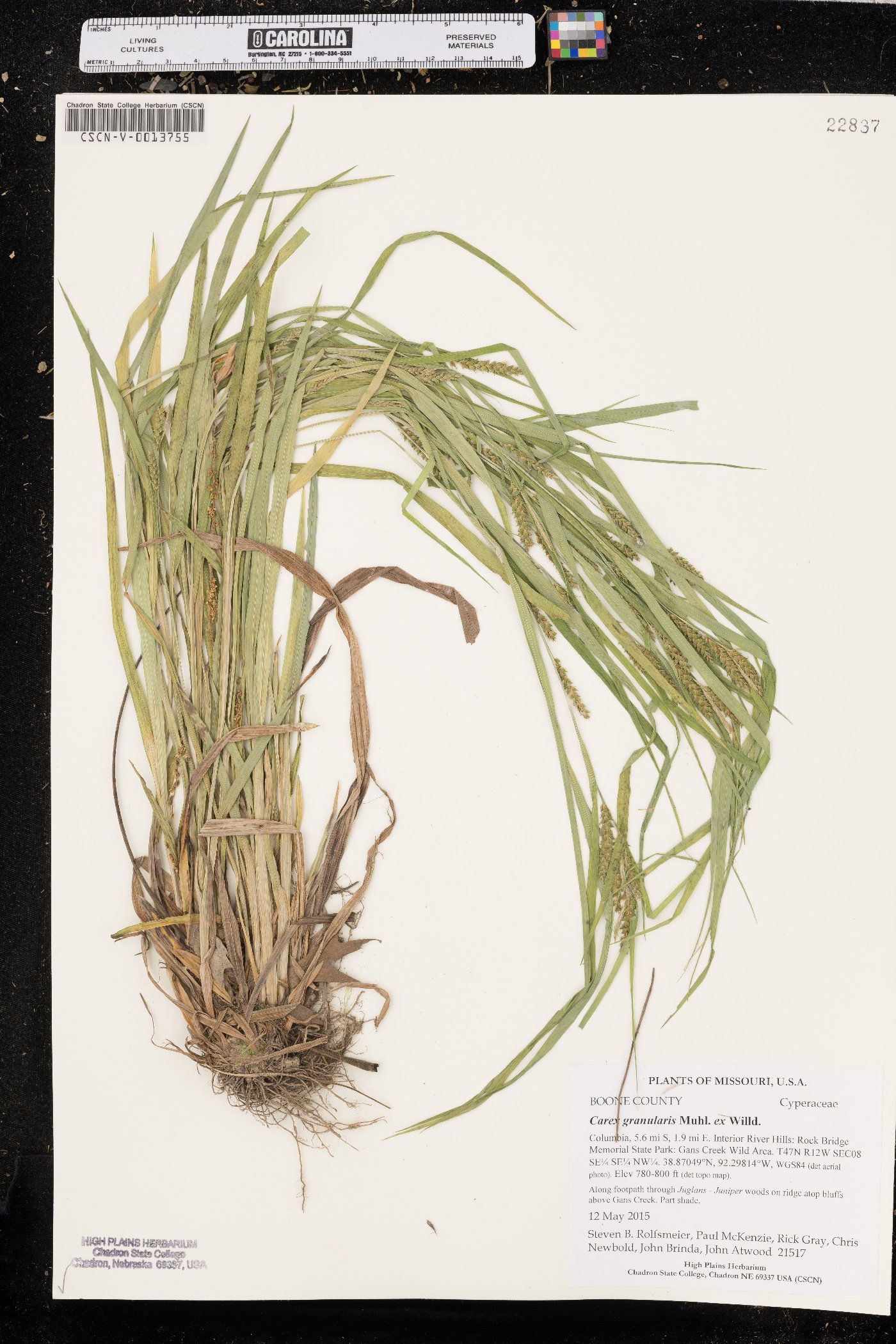 Carex granularis var. granularis image