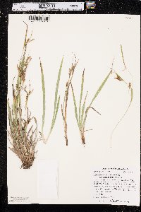 Carex granularis var. haleana image