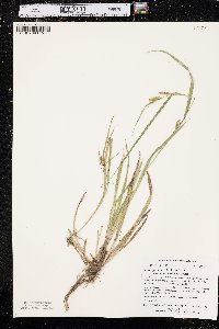 Carex granularis var. haleana image