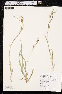 Carex granularis var. haleana image