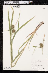 Carex grayi image