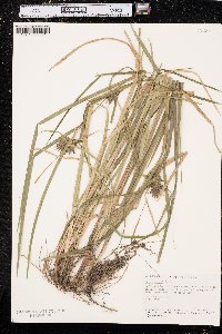 Carex grayi image