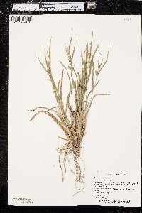 Carex grisea image