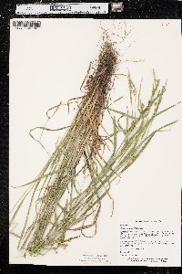 Carex grisea image