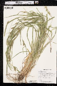 Carex grisea image