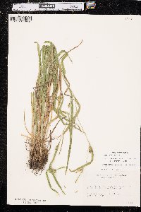 Carex grisea image