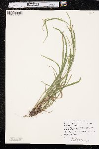 Carex grisea image