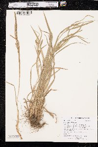 Carex grisea image