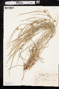 Carex grisea image