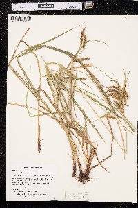 Carex gynandra image