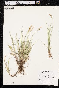 Carex inops subsp. heliophila image