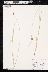 Carex hoodii image