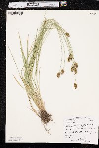 Carex hoodii image