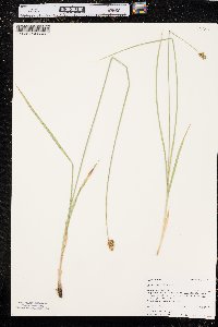 Carex hoodii image