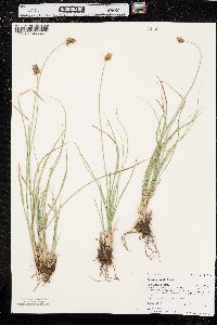 Carex hoodii image