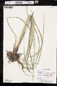 Carex hyalinolepis image