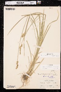 Carex laevivaginata image