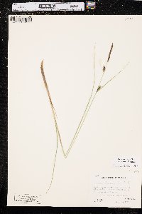 Carex lasiocarpa image