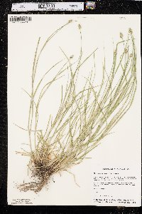 Carex leavenworthii image