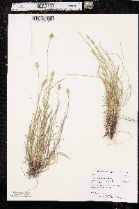 Carex leavenworthii image