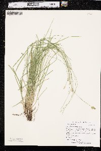 Carex leavenworthii image