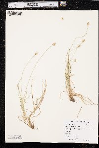 Carex leavenworthii image