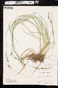 Carex kelloggii image