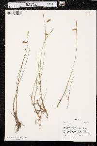 Carex limosa image