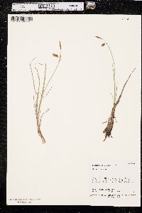 Carex limosa image