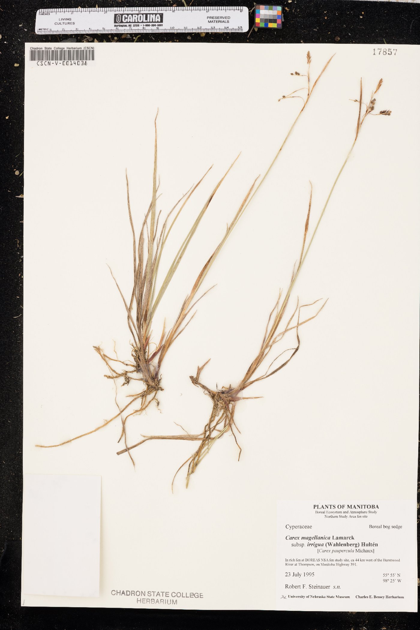 Carex magellanica var. irrigua image