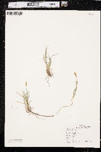 Carex meadii image