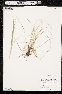 Carex meadii image