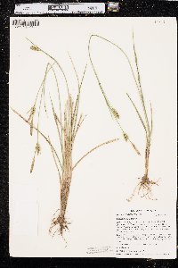 Carex meadii image