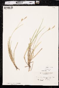 Carex meadii image