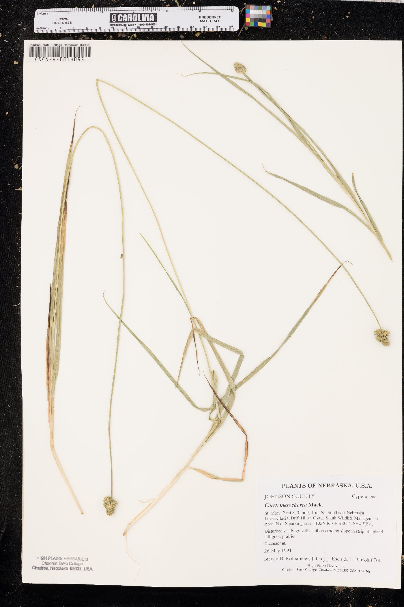 Carex mesochorea image