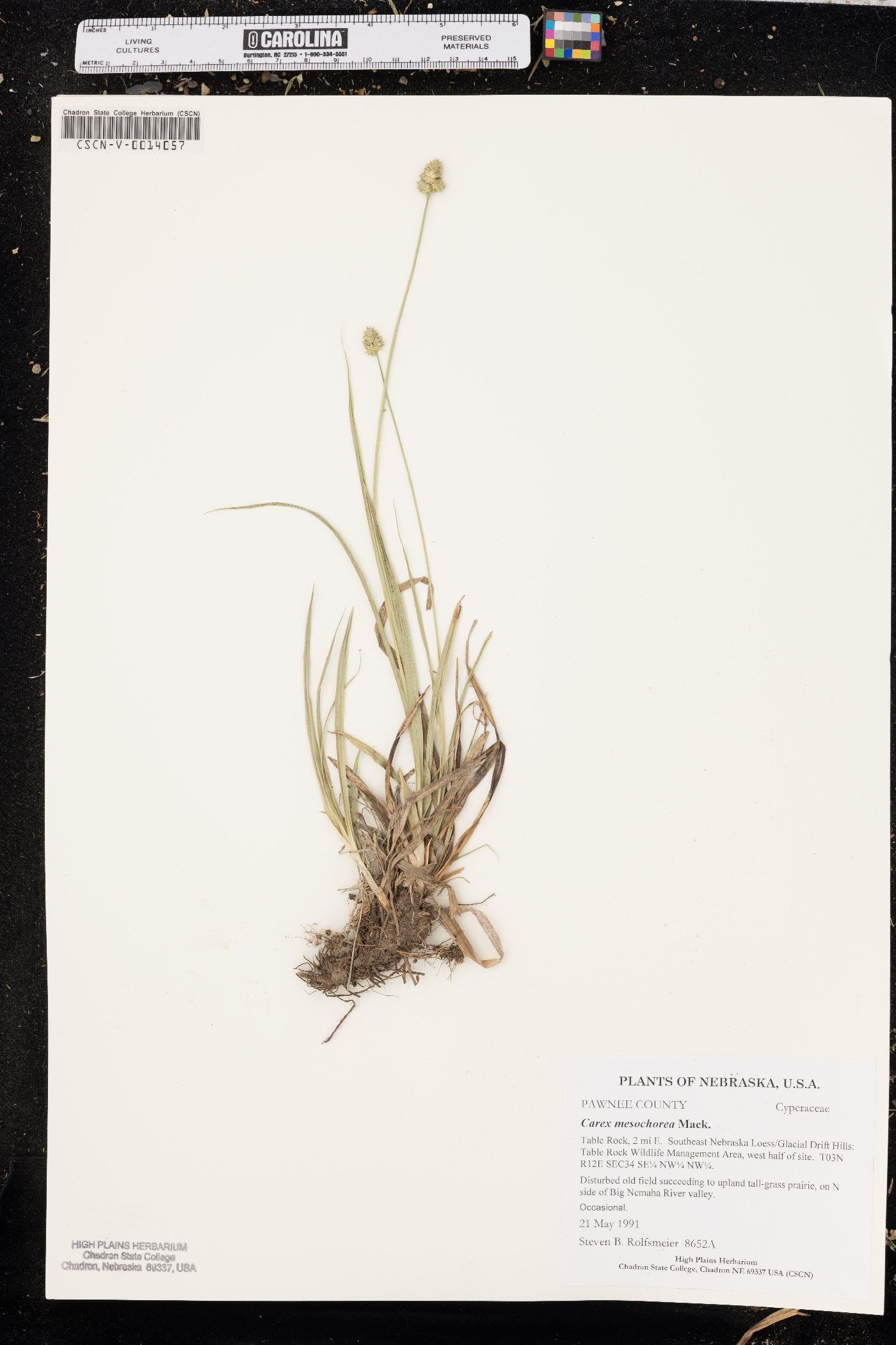 Carex mesochorea image