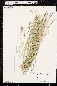 Carex missouriensis image