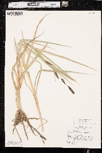 Carex nebrascensis image