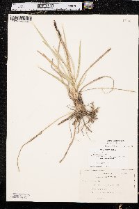 Carex nebrascensis image