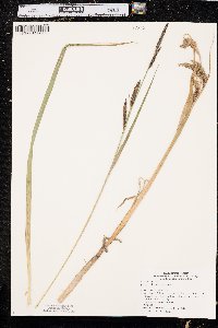 Carex nebrascensis image