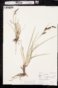 Carex nebrascensis image